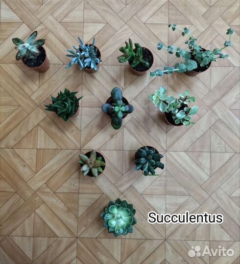 Суккуленты / Succulentus