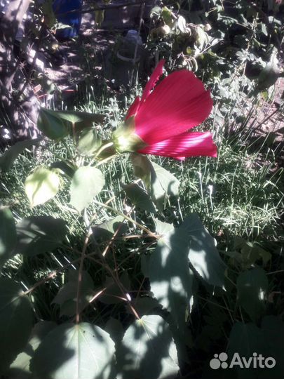 Гибискус садовый