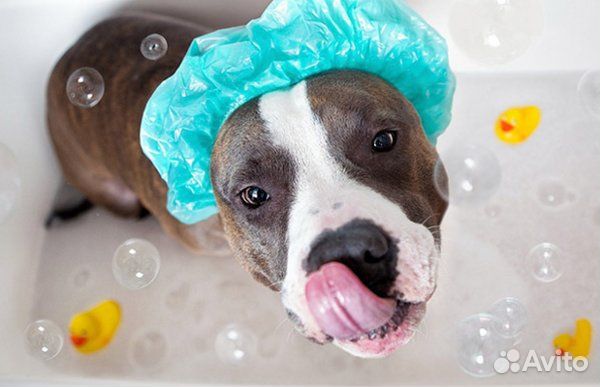 Рабочий по уходу за собаками