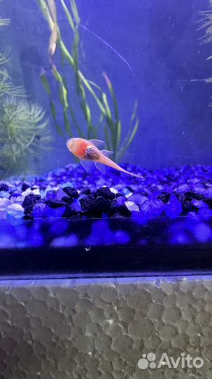 Аквариумные рыбки