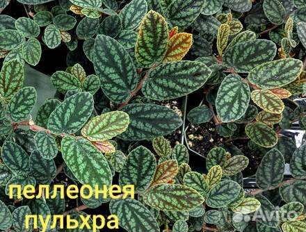 Ампельные растения. пеллиония, хедера(плющ)