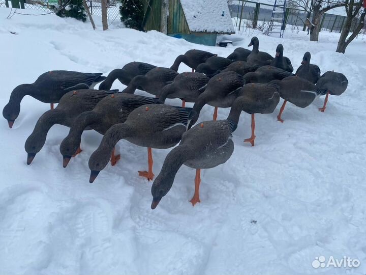 Чучела гуся sport plast