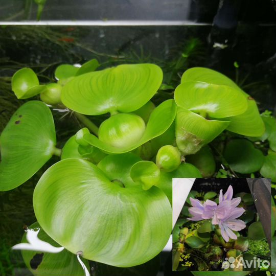 Рыбы Меченосцы,Пецилии,Живой корм, Растения