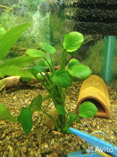 L сомы 144 Snou wait