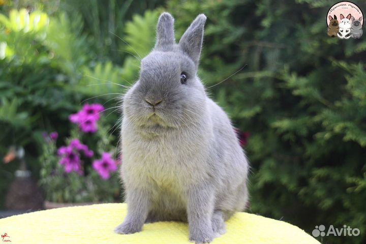Нидерландский карликовый кролик самец