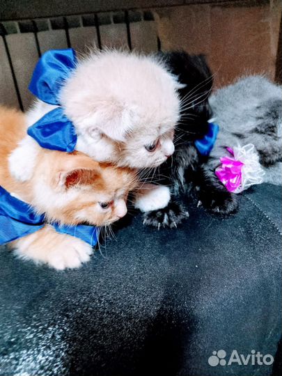 Шотландские котята