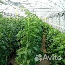 Шпагат тепличный