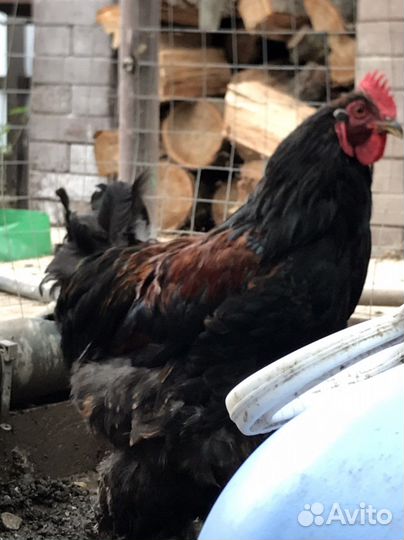 Петух -Брама, на племя