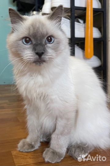 Кошка в добрые руки