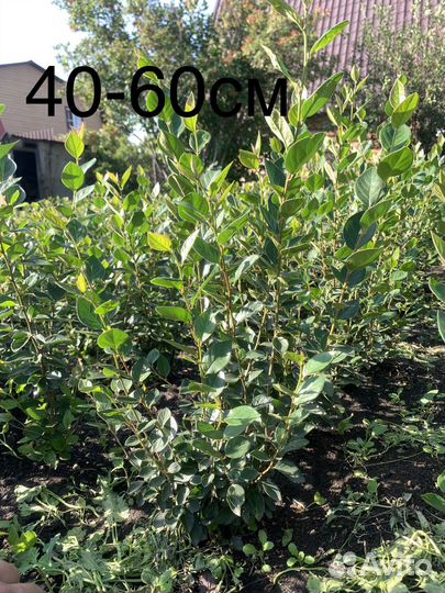 Кизильник блестящий