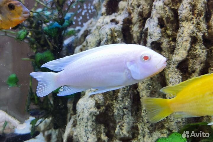 Аквариумные рыбки цихлиды (Снежный принц)