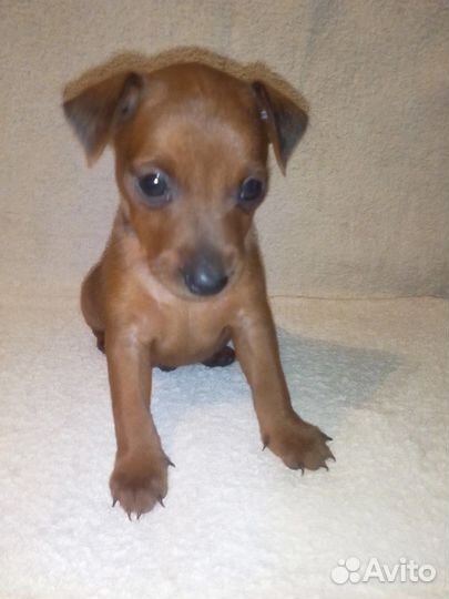 Цвергпинчер