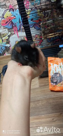 Крысы дамбо с клеткой