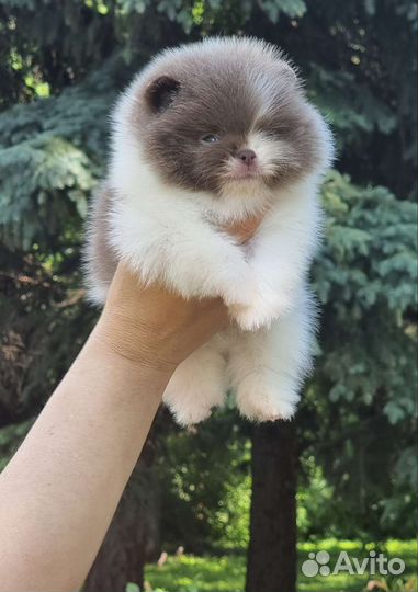 Померанский лиловый мини шпиц