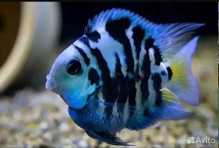 Аквариумные рыбки