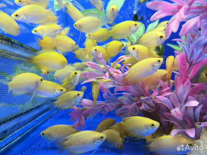 Гурами Карликовый золотой