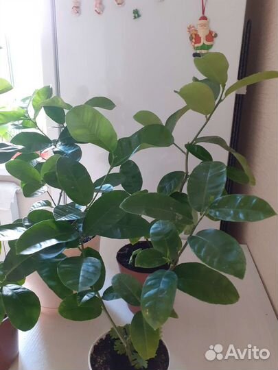 Цитрусовые