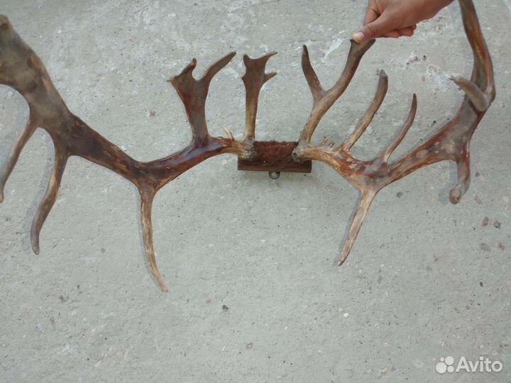 Рога оленя