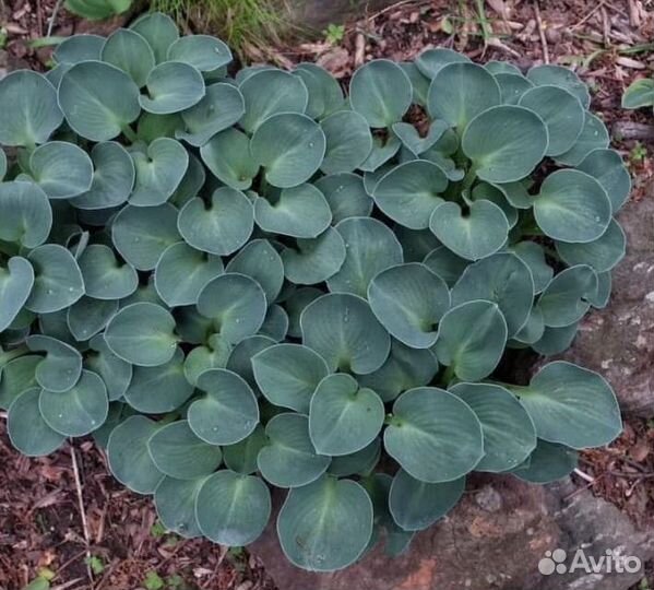 Хоста разные сорта