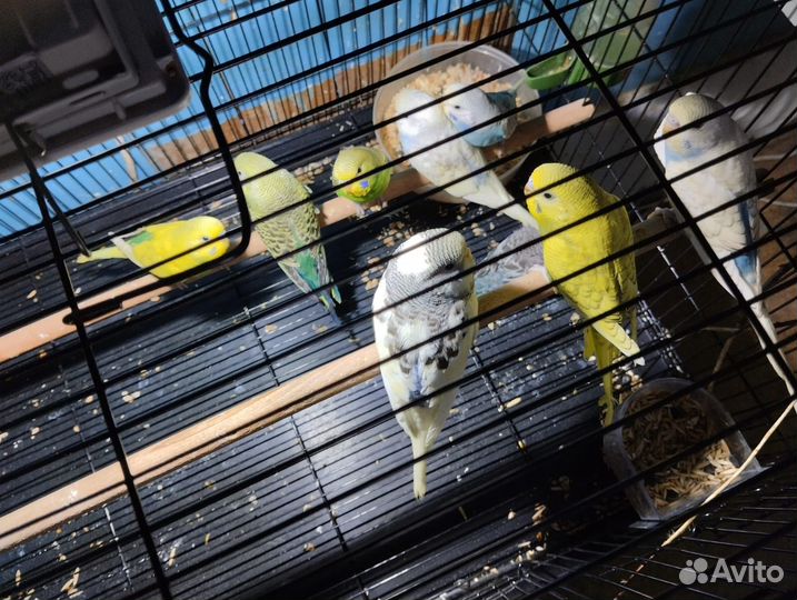 Волнистый попугай, попугай неразлучник фишера