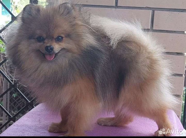 Красивый щпиц