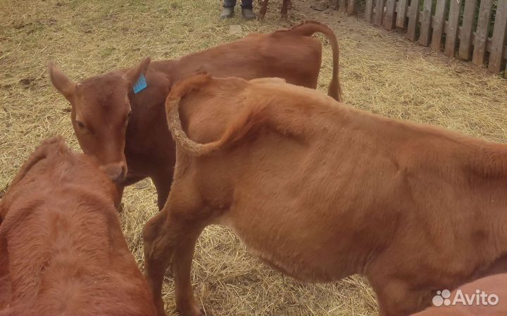 Телята бычки на откорм
