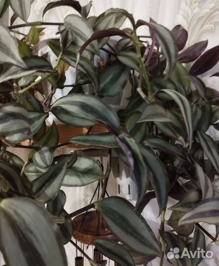 Традесканция 3 вида