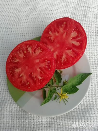 Семена старинного сорта помидор со времен СССР