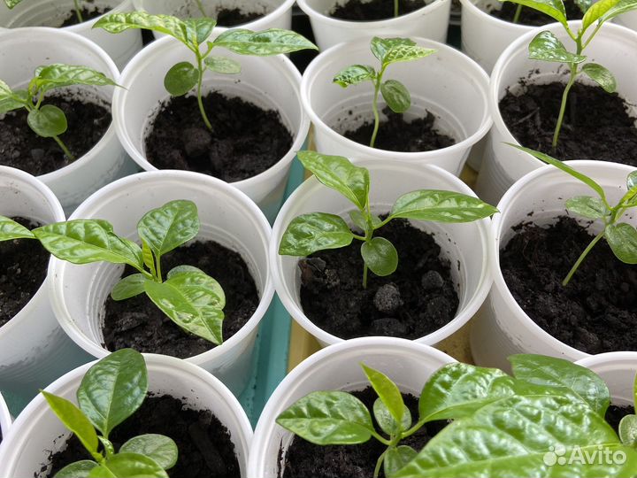 Саженцы маракуйя