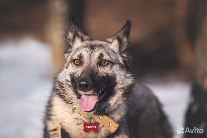 Овчарка метис Реми в дар волчонок