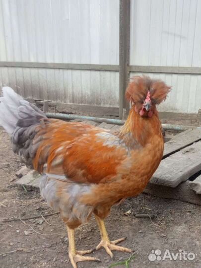 Куры молодые