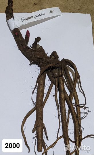 Пион ито Бартзелла