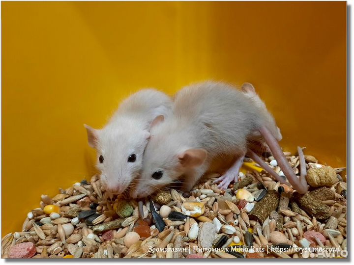 Крысы. Крысята Дамбо (сиамские крысята)