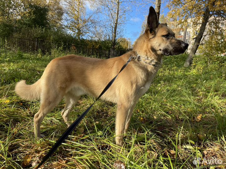 Собака в добрые руки