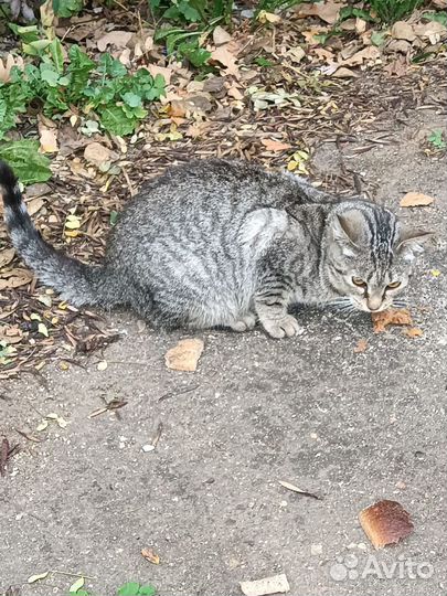 Кошки в добрые руки бесплатно