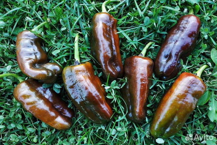 Перец сладкий Шоколад Гергеску (семена)