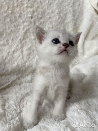 Шотландские котята медвежата