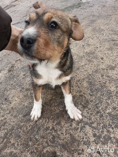 Щенок девочка в добрые руки