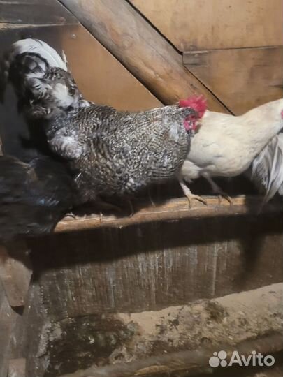 Молодые петухи