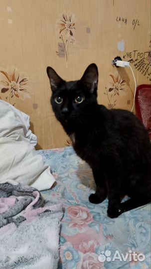 Кот в добрые руки