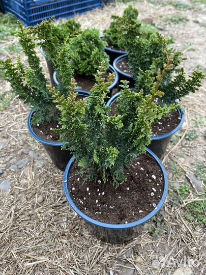 Кипарисовик Филифера нана, ель, нана грацилис