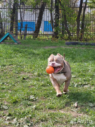 Американский булли покет вязка