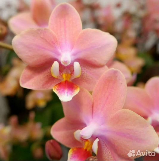 Орхидеи фаленопсис подростки Одорион, Мелион