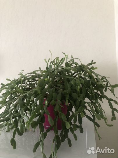 Декабрист розовый с горшком (двойное дно)