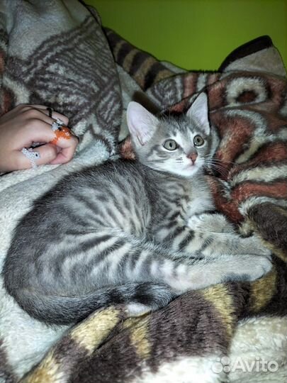 Котенок в дар