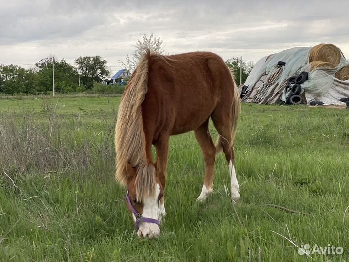 Уэльская pony