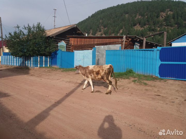 Продам корову