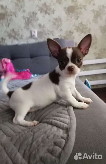 Щенки чихуахуа