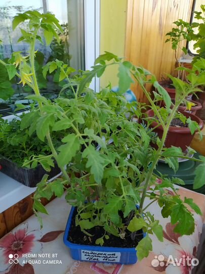 Рассада помидор