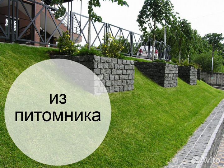 Премиальный рулонный газон в Павловский Посад